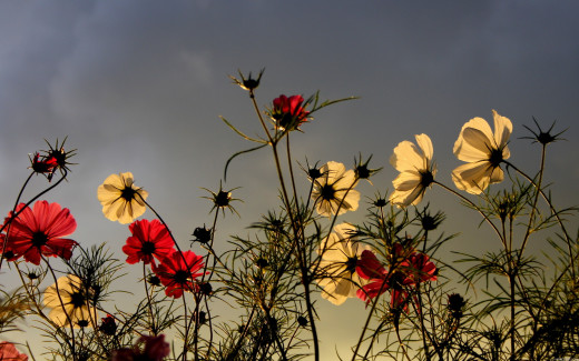 587010 (a): :2560x1600